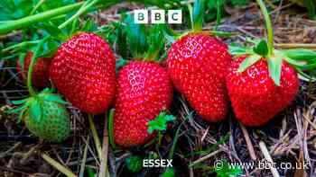 Inside the Tiptree jam factory