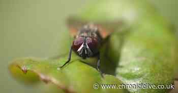 Mrs Hinch fans swear by unusual coin method that 'keeps flies out of the house'