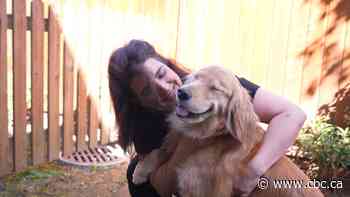 Who gets the pet in a divorce? Changing laws have a say