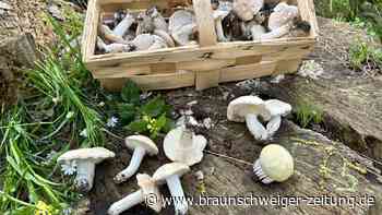 Wolfenbüttels Pilzvielfalt: Welche Sorten sind genießbar?