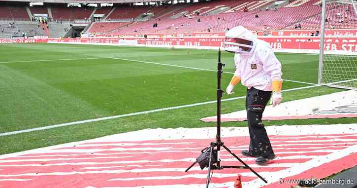 Feuerwehr fängt vor VfB-Spiel Bienenschwarm im Stadion ein