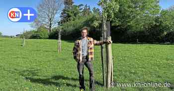 Agroforstwirtschaft in Großbarkau:  Bäume wachsen mitten auf den Feldern