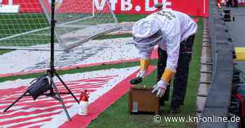 VfB Stuttgart - FC Bayern: Feuerwehreinsatz vor Anpfiff