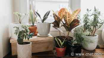 Sick of Bugs in Your Kitchen? Try These Common Houseplants to Drive Them Away     - CNET
