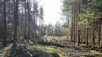 „Haare stehen zu Berge“: Beschert der Borkenkäfer unseren Wäldern das härteste Jahr aller Zeiten?