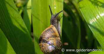 Slakkenplaag teistert tuinen: lezers geven advies om van de beesten af te komen