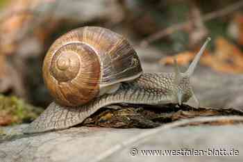 Weinbergschnecken für Photovoltaik-Anlage in Spenge „nicht planungsrelevant“