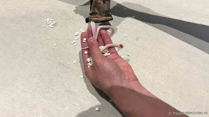 Snakes almost on a plane: TSA discovers a bag with small snakes in passenger’s pants