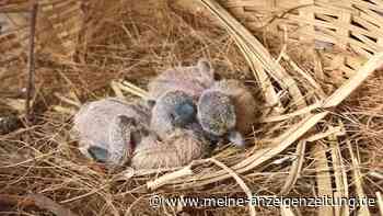 Heidelberger Zoo mit Meilenstein bei Rettung seltener Tierart