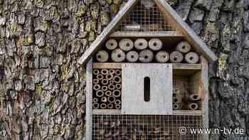 Artenschutz im eigenen Garten: Was ein gutes Insektenhotel ausmacht