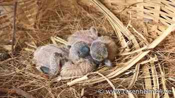 Heidelberger Zoo mit Meilenstein bei Rettung seltener Tierart