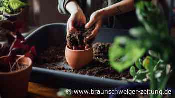 Warum geschnittene Fingernägel in den Garten gehören