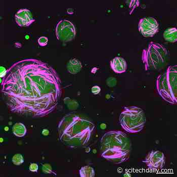 Engineering Life: Chemists Have Created the Functional Synthetic Cells That Act Like Real Ones