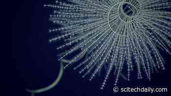 Marine Mystery Solved: Ancient Origins of Bioluminescence Uncovered