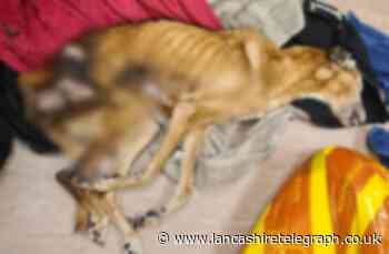 Flea-ridden body of emaciated dog found in bin in Blackpool