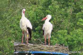 Prinsenpark verwelkomt eerste ooievaarskoppel