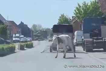 Beelden tonen hoe snuggere stier ontsnapt uit trailer