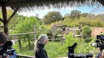 I bioparco fanno rete: nasce a Roma il coordinamento per il benessere degli scimpanzé
