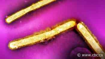 There's no question H5N1 bird flu has 'pandemic potential.' How likely is that worst-case scenario?