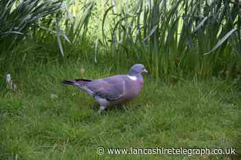 RSPCA shares how to keep pigeons out of garden without harm