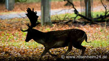 Tödliche Bedrohung aus der Wildnis: Jäger nach Verzehr von „Zombie-Hirschen“ verstorben