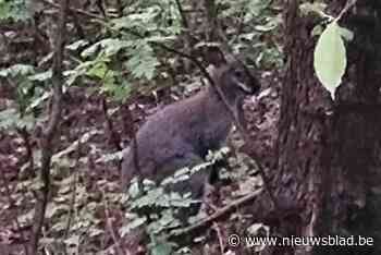 Wallaby gespot naast kanaal in Mol-Gompel: “Snel van onze fiets gesprongen om foto’s te nemen”