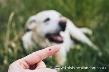 Dog owners issued Lyme Disease and tick warning by vet