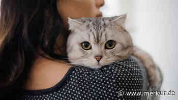 Zehn Krankheiten, die Katzen lindern können