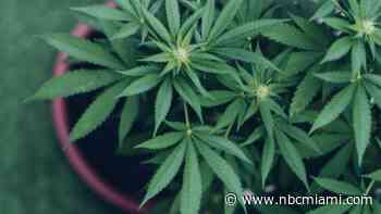 Three changes you might see once marijuana declassification takes effect