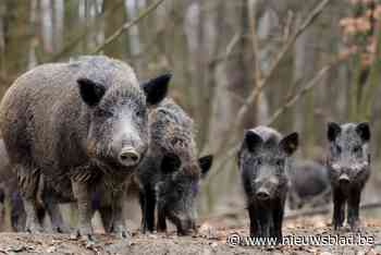 Inwoners vinden weg naar meldpunt voor everzwijnen: “Al tien waarnemingen dit jaar”