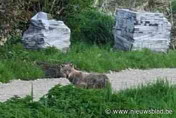 Wolf duikt op in Hoogstraten, mogelijk gaat het om wolf die tien dagen geleden in Mol over straat zwierf