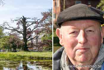 Waeseum wil graag stamschijf van oudste rode beuk van het land: “Uitsluitsel over leeftijd van afstervende eeuweling”