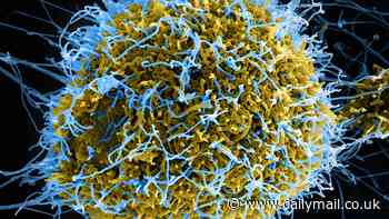 Chinese scientists create mutant Ebola virus to skirt around biosafety rules - and it causes horrific symptoms and kills group of hamsters