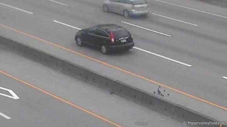 Highway 1 traffic halted by young family of geese
