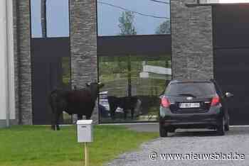 Gezin schrikt zich een hoedje als ontsnapte stier plots in voortuin opduikt