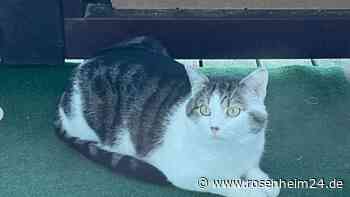 Frau muss von Tierrettung vor eigener Katze gerettet werden