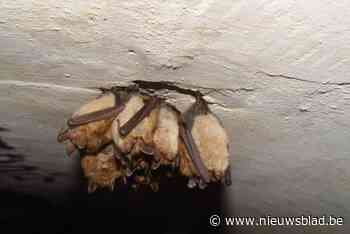 Drie vleermuisavonden in fort Oelegem deze zomer, aanmelden kan nu al