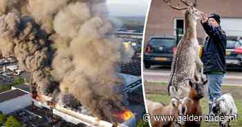 Puin van megabrand in Oss valt kilometers verder neer in Maas en Waal: ‘Stukken van 20 bij 20 tussen de kippen’