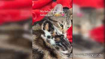 Super-Mama auf vier Pfoten: Katze überschüttet ihre Babys mit Liebe
