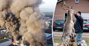 Boeren teleurgesteld in overheid na megabrand in Oss: ‘Eén berichtje was al genoeg geweest’