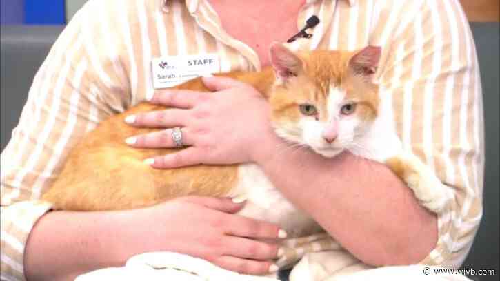 Cuddly cat Goldie looking for a home