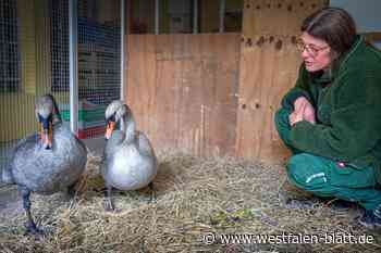 Schwäne aus ölverseuchtem Teich in Bielefeld gerettet
