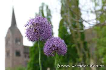 Huxarium in Höxter bleibt Publikumsmagnet