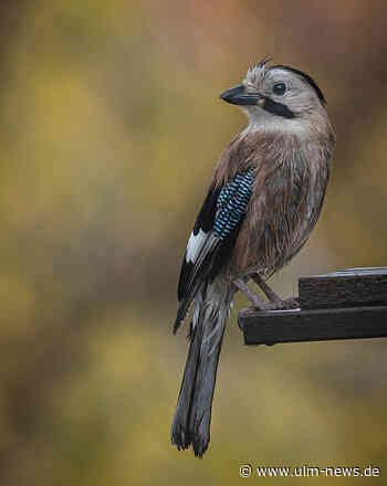 Eine Stunde lang Vögel im Garten, auf Balkon oder vom Fenster aus zählen