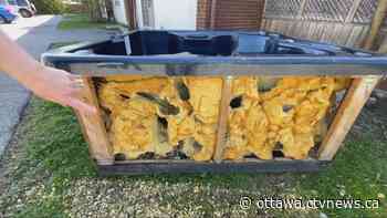 East-end Ottawa family dealing with massive rat infestation