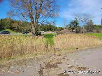 One person sent to hospital after collision on Highway 401 in Kingston