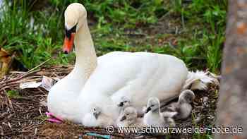 Tiere in Nagold: Nachwuchs der Schwäne geschlüpft