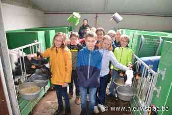 Kinderen leren kneepjes van de boerenstiel tijdens plattelandsklassen: “Hun kennis van het boerderijleven is nog vrij goed”