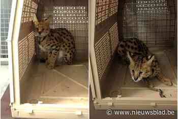 Politie vangt voor tweede keer op twee jaar tijd wilde Afrikaanse kat: “Het beestje keert binnenkort terug naar Zuid-Afrika”