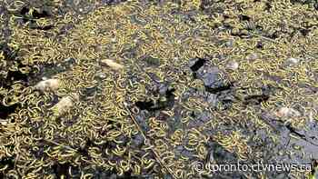 Toronto investigating after dead fish found floating in High Park pond